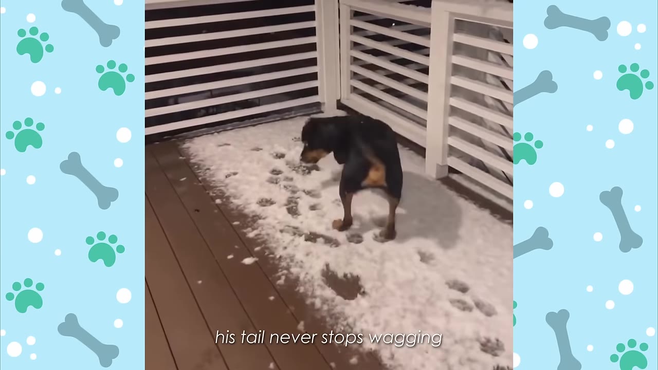 A black and tan dog stands on a snow-covered wooden deck next to a white railing, with the caption 'his tail never stops wagging' at the bottom.