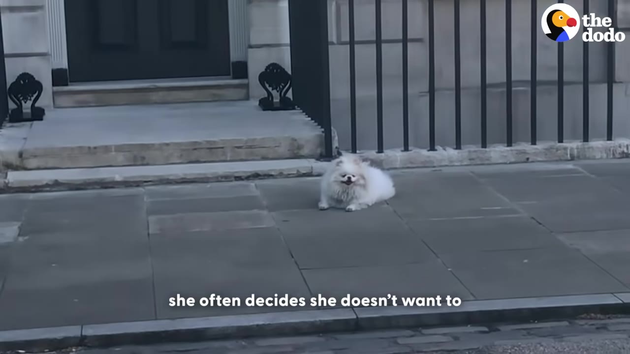 A small, fluffy white Pomeranian dog lies defiantly on a stone sidewalk in front of a building with black railings.