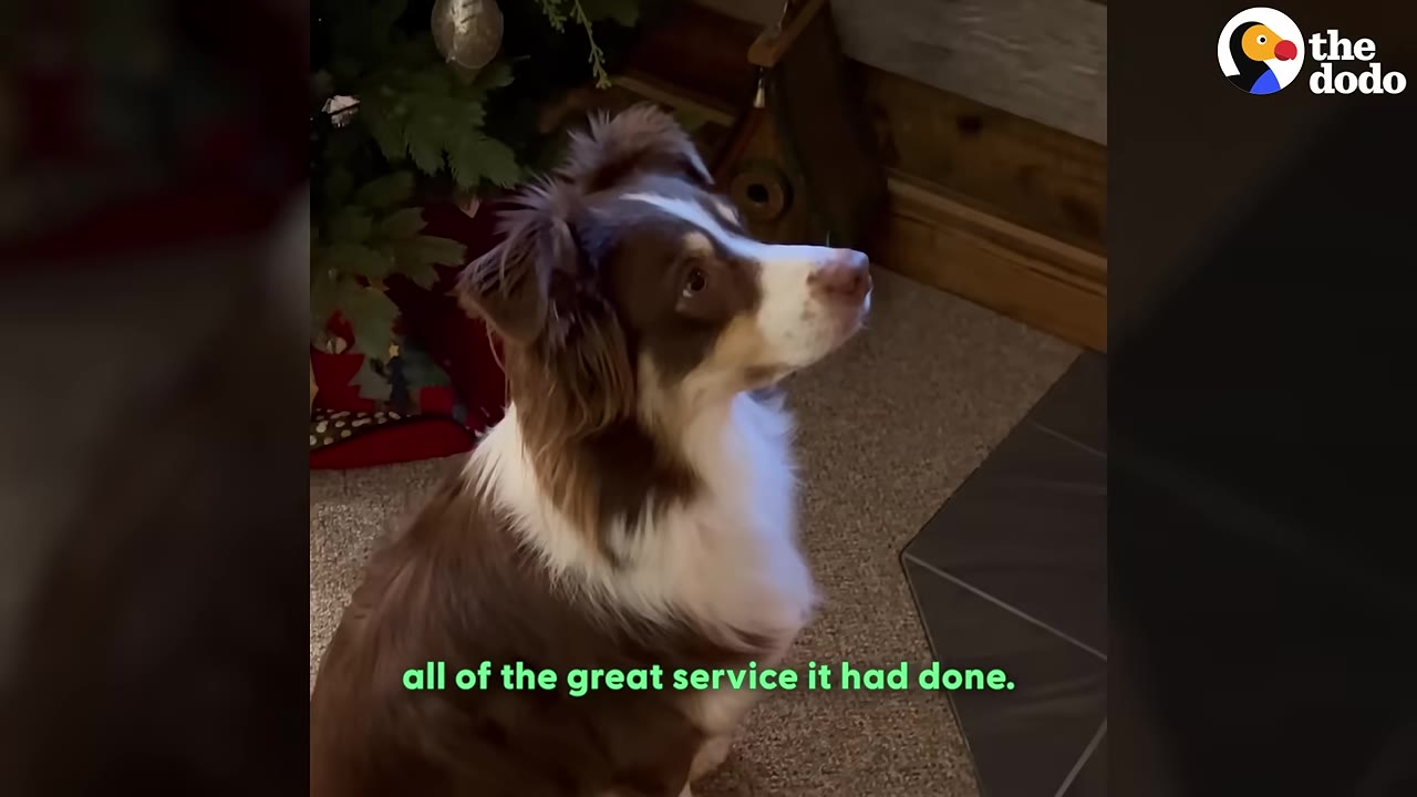 A brown and white Australian Shepherd dog looking up with a solemn expression.