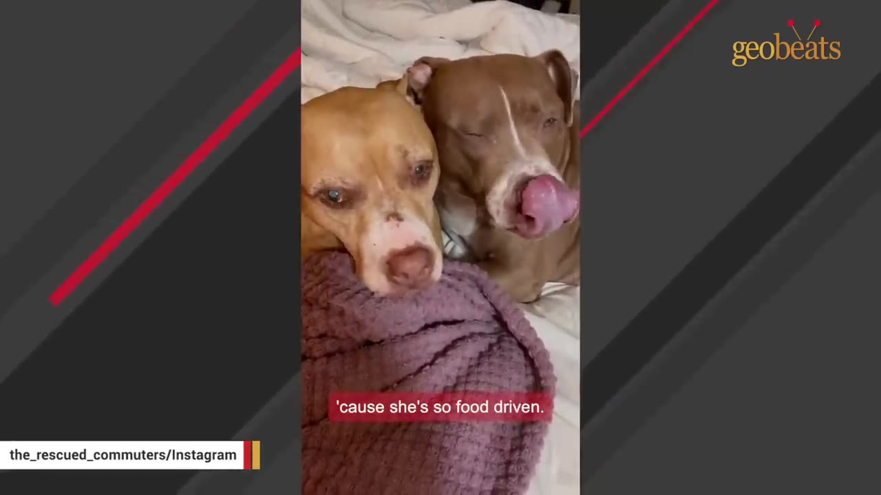 Two pit bull mix dogs lie close together on a bed, with one dog licking its nose.