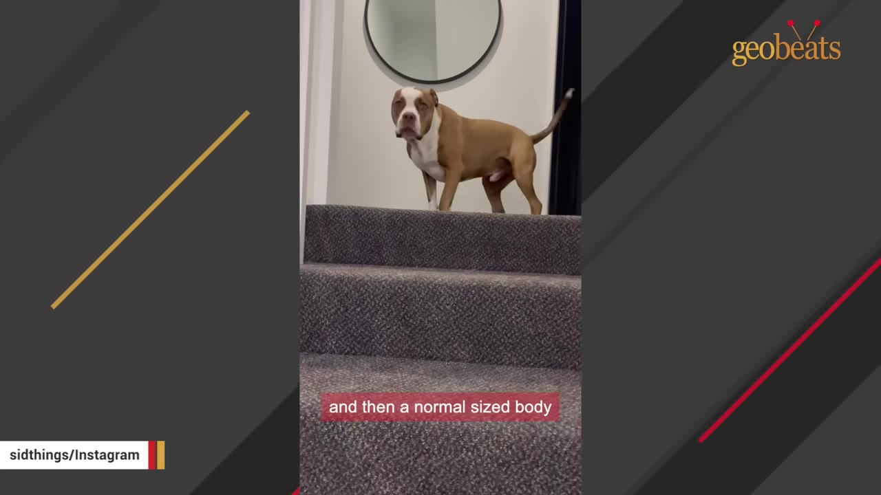 A brown and white dog stands at the top of a carpeted staircase, showing his full body shape.