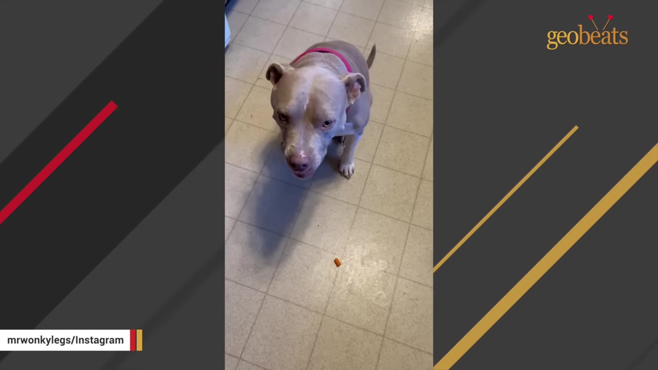 A light-colored pit bull-type dog wearing a pink collar sits on a tiled floor and looks up at the camera.