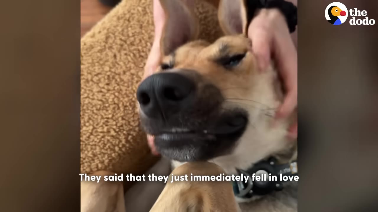 A close-up of a light brown dog with its ears up, looking content as hands gently pet and massage its head.