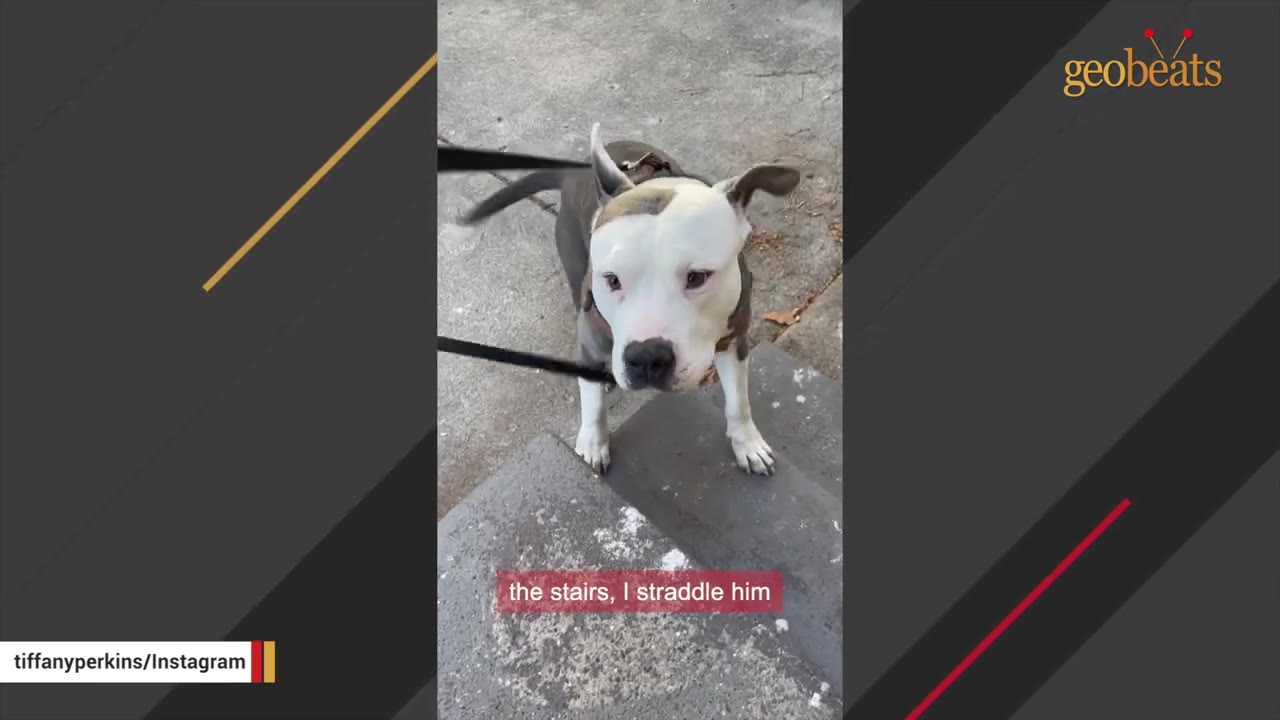 A white and grey dog wearing a harness stands at the top of concrete stairs, looking up towards the camera.