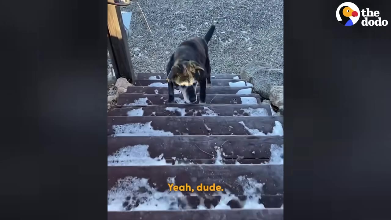 A black and tan dog carefully walks up a set of outdoor wooden stairs covered in patches of snow.