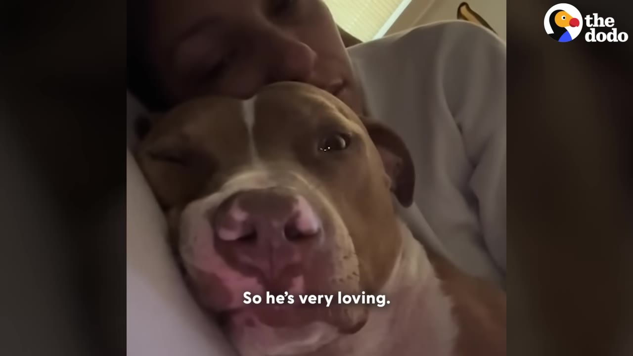 A brown and white pit bull-type dog cuddles close to a person resting their head on him, with the subtitle 'So he's very loving.'