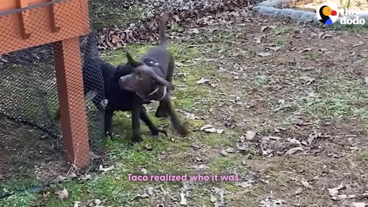 A brown dog and a black dog play together in a grassy yard with fallen leaves near a wooden structure.