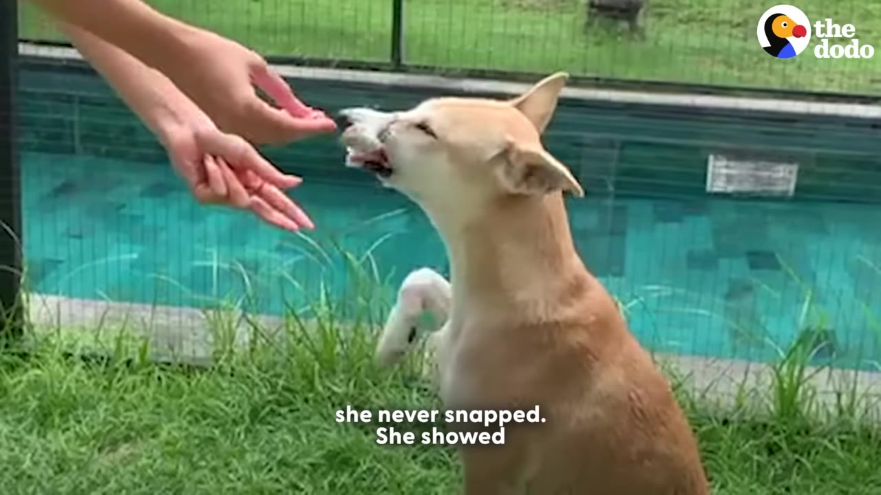 A light brown dog gently taking a treat from a person's outstretched hands near a swimming pool.
