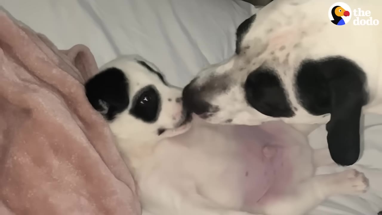 A larger black and white dog gently sniffs a small black and white puppy lying on its back on a bed.