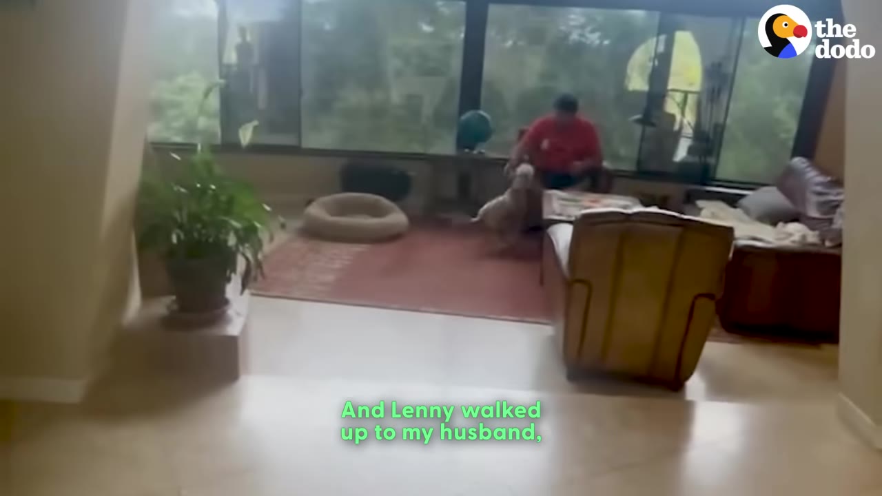 A light-colored dog walks across a living room rug toward a man in a red shirt sitting on a chair.