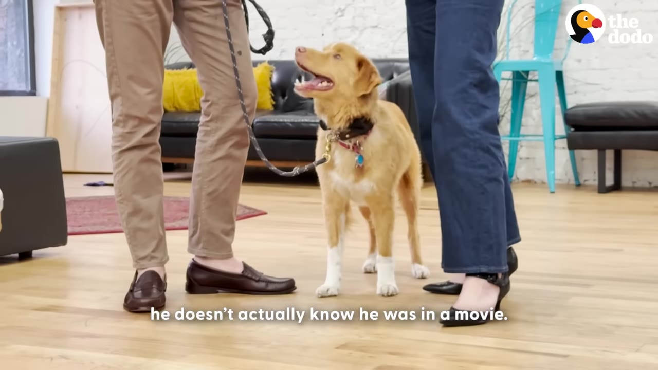 A golden dog on a leash stands between two people, looking up happily with its mouth slightly open.