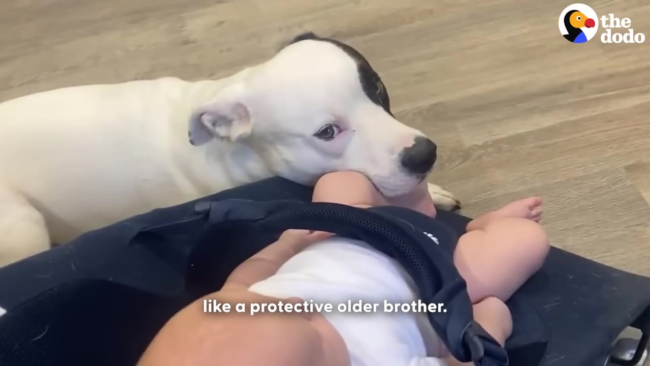 A white dog with a black patch over its eye rests its chin gently on a baby's leg in a carrier.