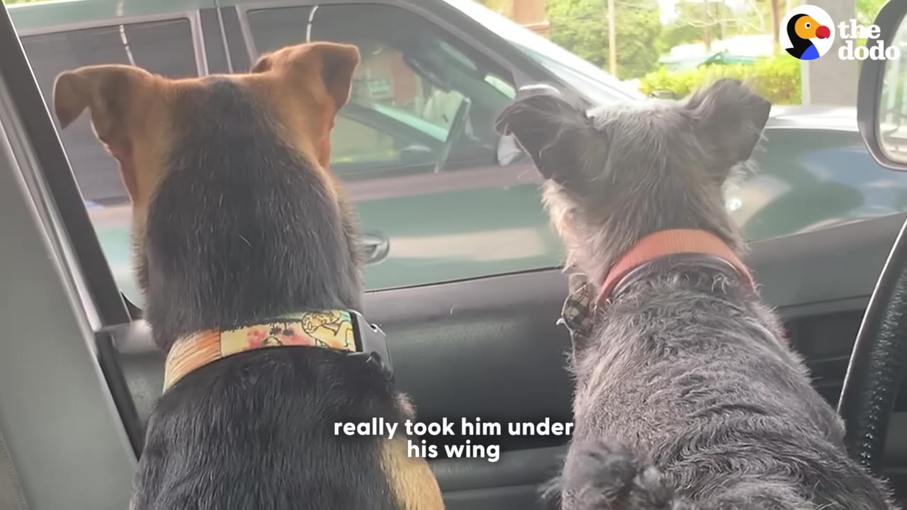 Two dogs, one black and tan and the other grey, seen from behind as they look out of a car window together.
