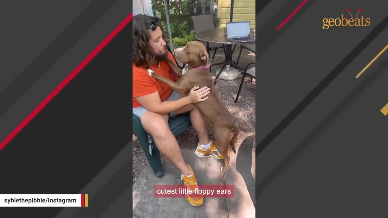 A brown and white pit bull stands on its hind legs, leaning against a person sitting in an outdoor chair.
