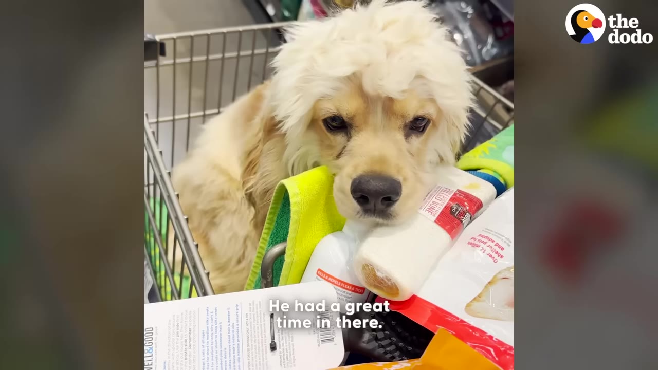 A fluffy golden dog sits inside a metal shopping cart surrounded by pet supplies, including a wrapped dog bone.