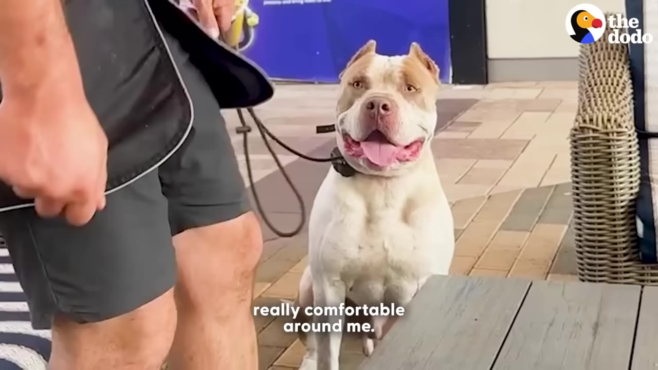 A tan and white pit bull sits politely on a leash next to a man, looking up with a happy, open-mouthed expression.