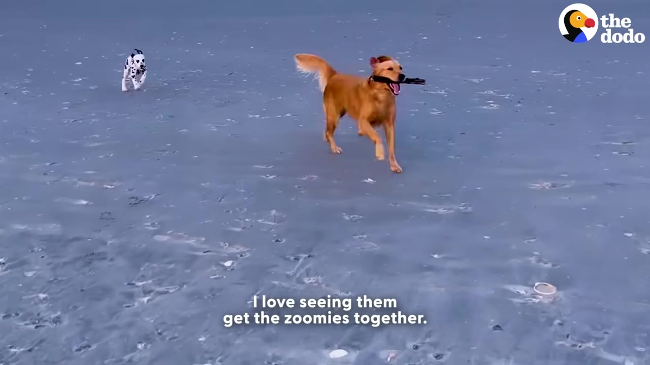 A golden retriever runs happily across a sandy beach carrying a stick in its mouth, while a Dalmatian puppy runs behind it in the distance.