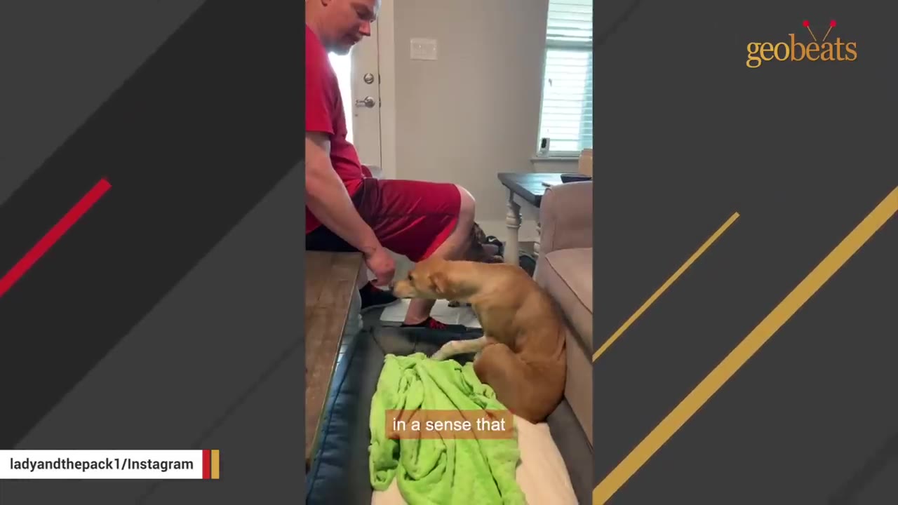 A man in a red shirt sitting on a bench reaches his hand out to a light brown dog who leans forward to sniff or take a treat from his hand.