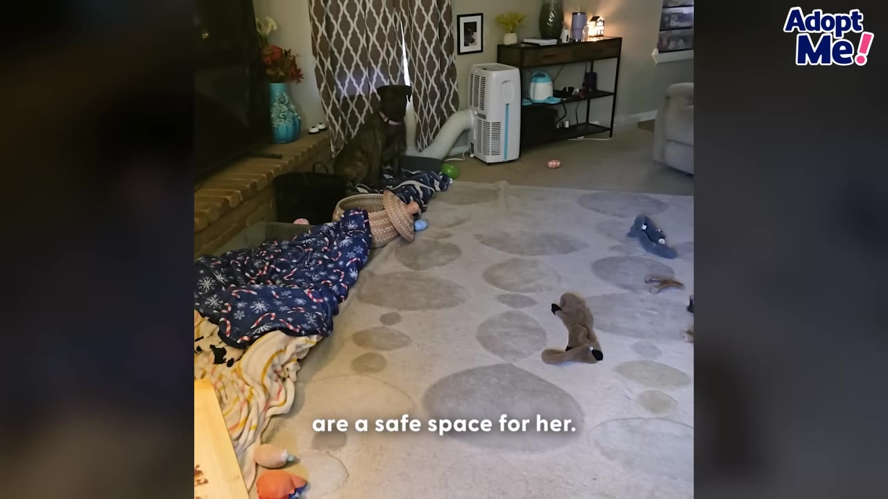 A brindle dog sits quietly in a living room near blankets and a dog crate setup.
