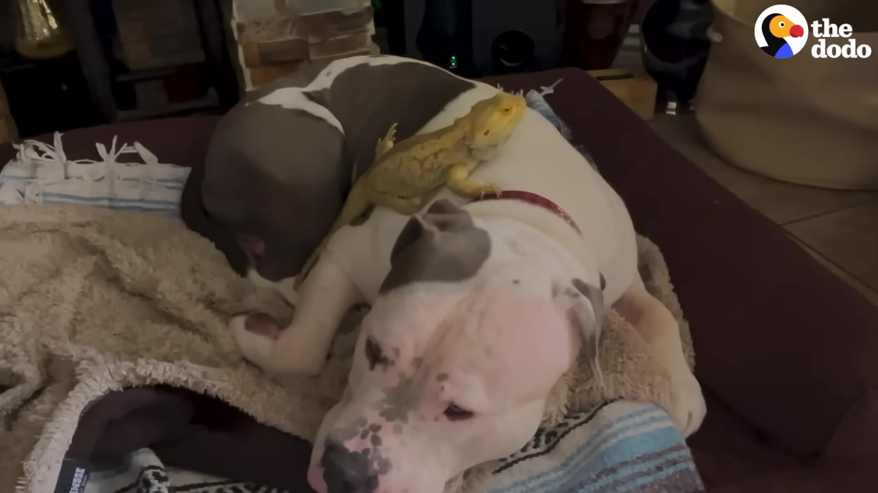A bearded dragon rests on the back of a large white and grey dog lying down on a dog bed.