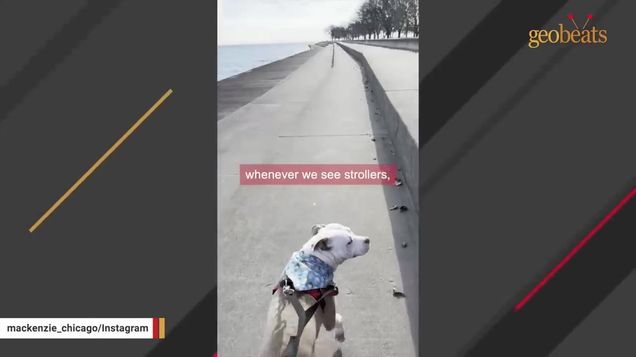 A white dog wearing a blue patterned bandana and a harness walks along a concrete path next to a body of water.