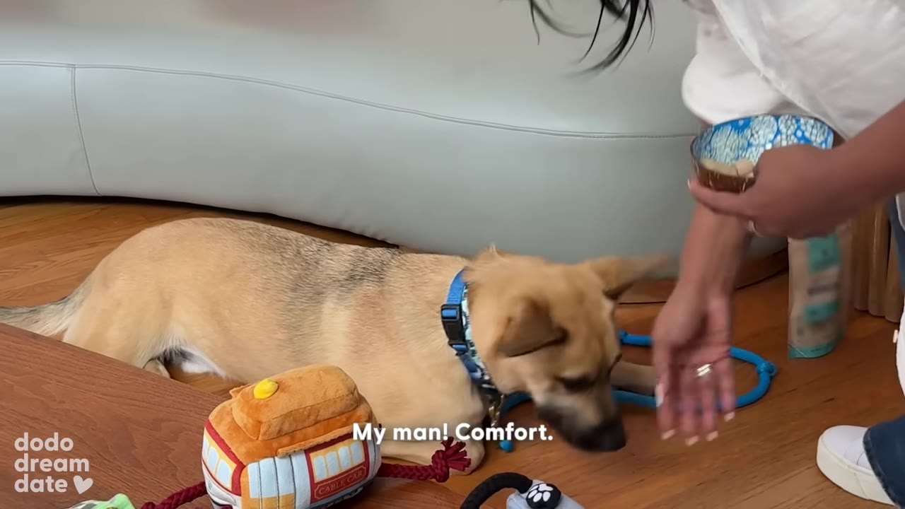 A tan and black dog lying on a wooden floor looks up as a person in a white shirt offers a small bowl of food.