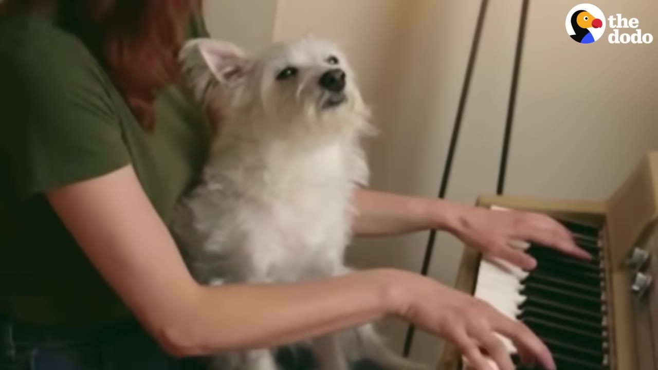 A woman plays a small piano keyboard with a small white dog sitting on her lap, looking up towards her.