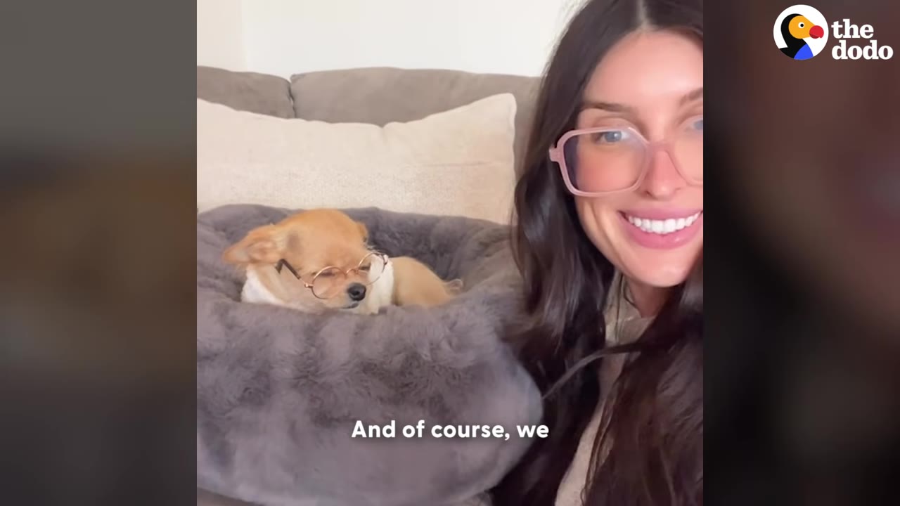 A woman with long dark hair and pink glasses smiles next to a small tan dog wearing matching tiny glasses, resting in a plush grey dog bed on a couch.