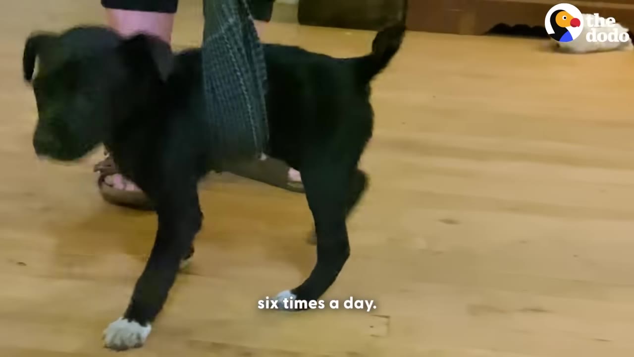A small black puppy stands on a wooden floor, supported around its midsection by a dark fabric sling held by a person.