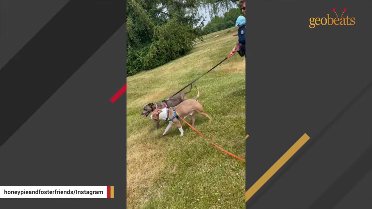 Two dogs on leashes walk side-by-side on a grassy field with a person holding a leash in the background.