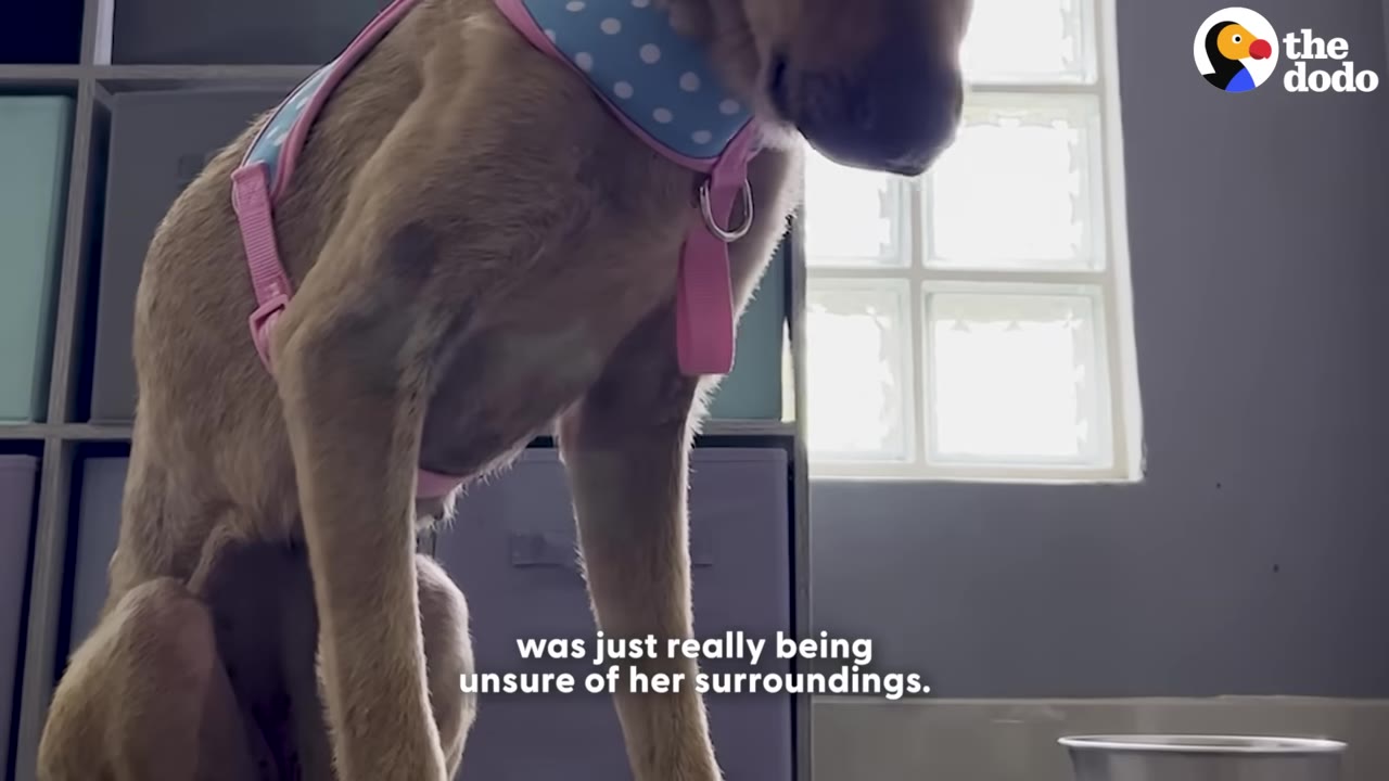 A brown dog wearing a blue and pink polka-dot harness stands hesitantly indoors, looking down with a cautious expression.
