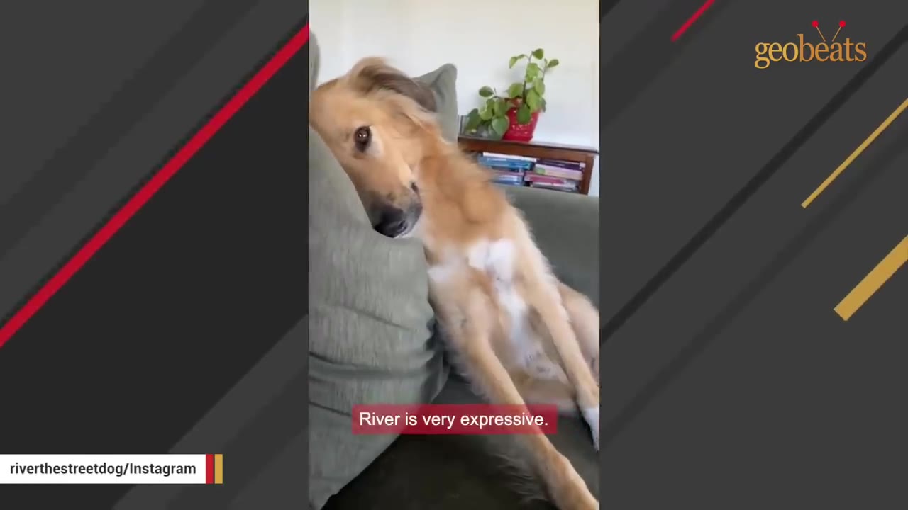 A long-nosed, light brown dog with white markings on its chest rests its head sideways on a grey couch cushion.