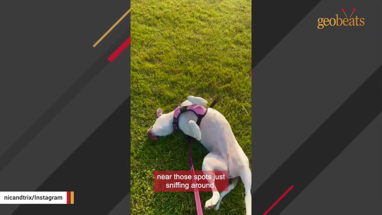 A white dog wearing a pink harness rolls on its back on a green grassy lawn.