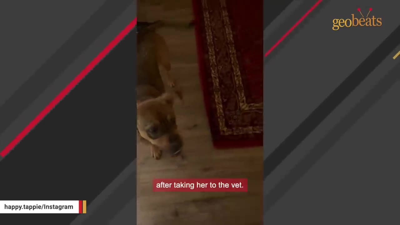A brown dog standing on a wooden floor indoors next to a red patterned rug, looking up towards the camera.