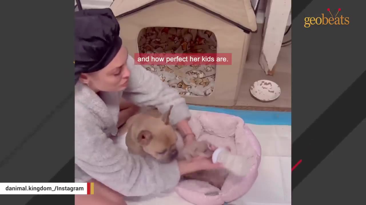 A woman wearing a grey robe and black hair wrap gently pets a tan French bulldog sitting in a pink dog bed.