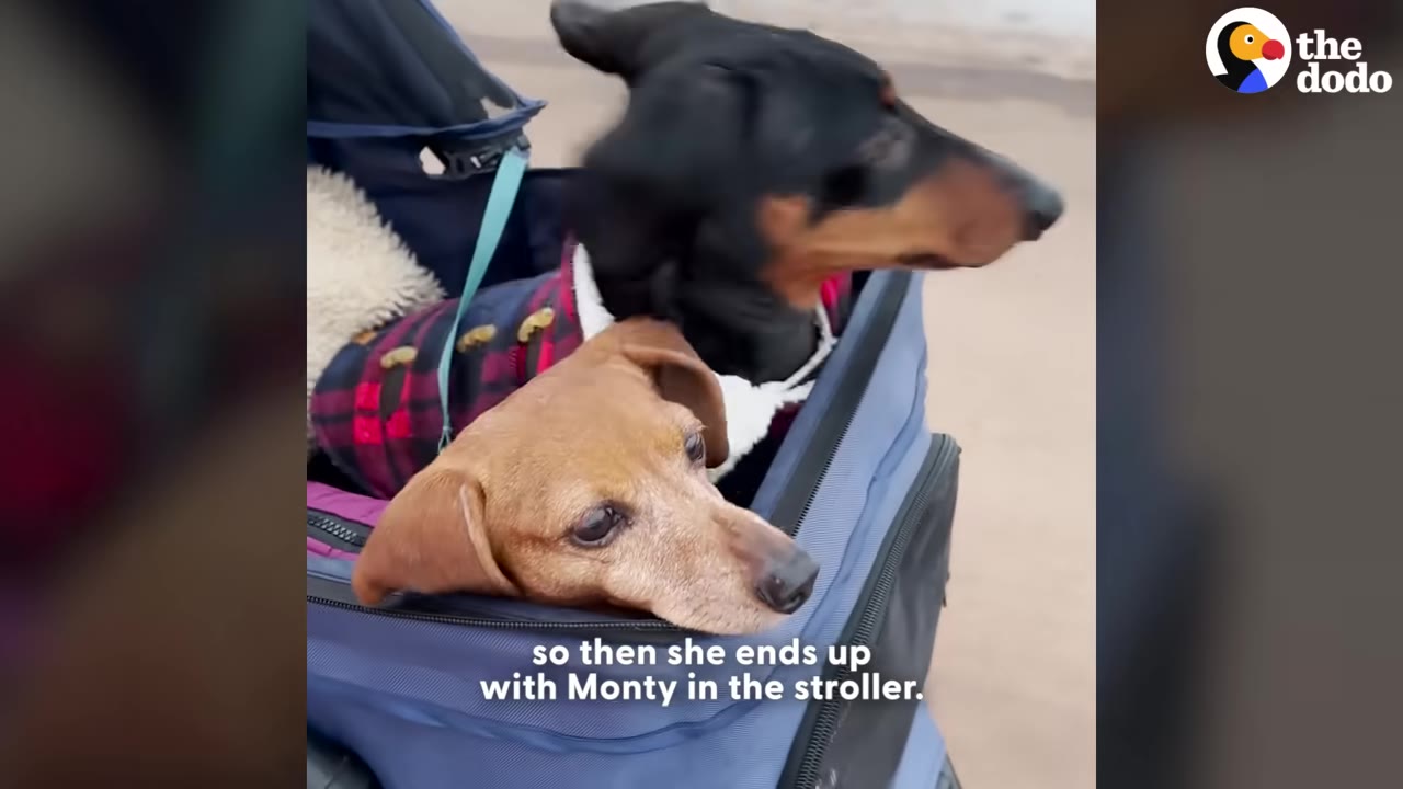 A tan dachshund named Lola rests her head on the edge of a blue stroller next to a black and tan dachshund.