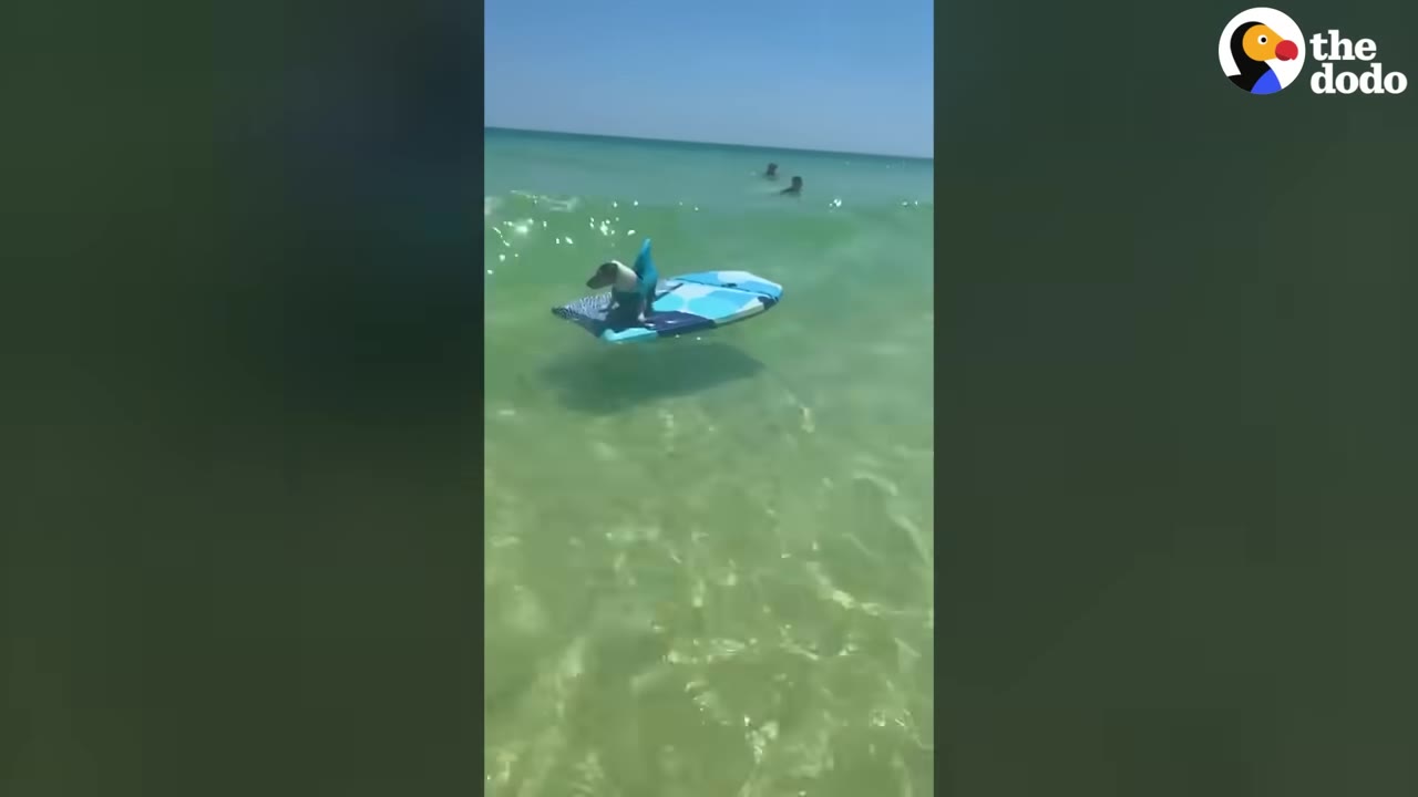A small dog wearing a blue life vest with a shark fin stands on a blue surfboard floating in the clear green ocean water.