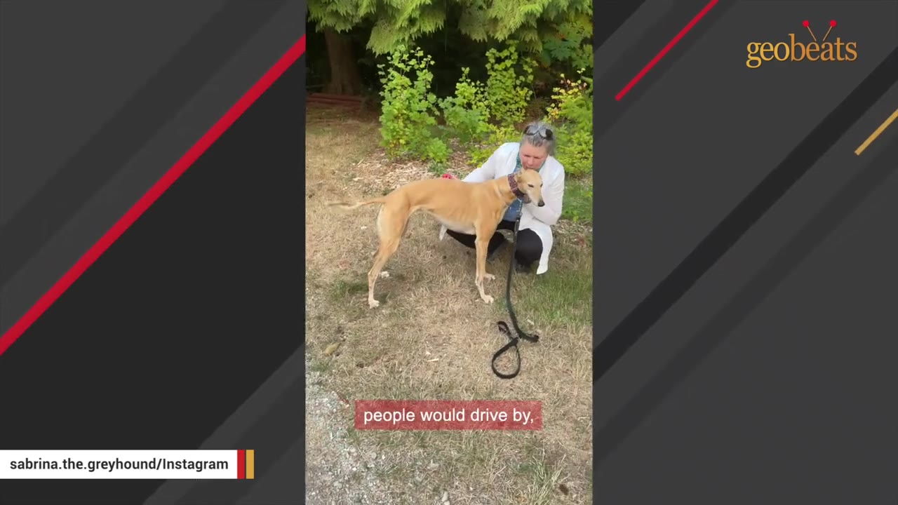 A slender tan greyhound stands on a leash outdoors next to a kneeling woman who is leaning in close to the dog.