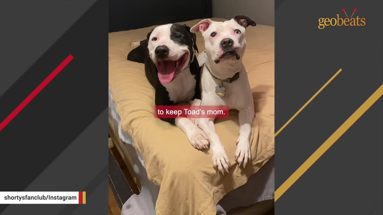 A black and white dog and a white dog with black ears lying side-by-side on a bed, looking up at the camera.