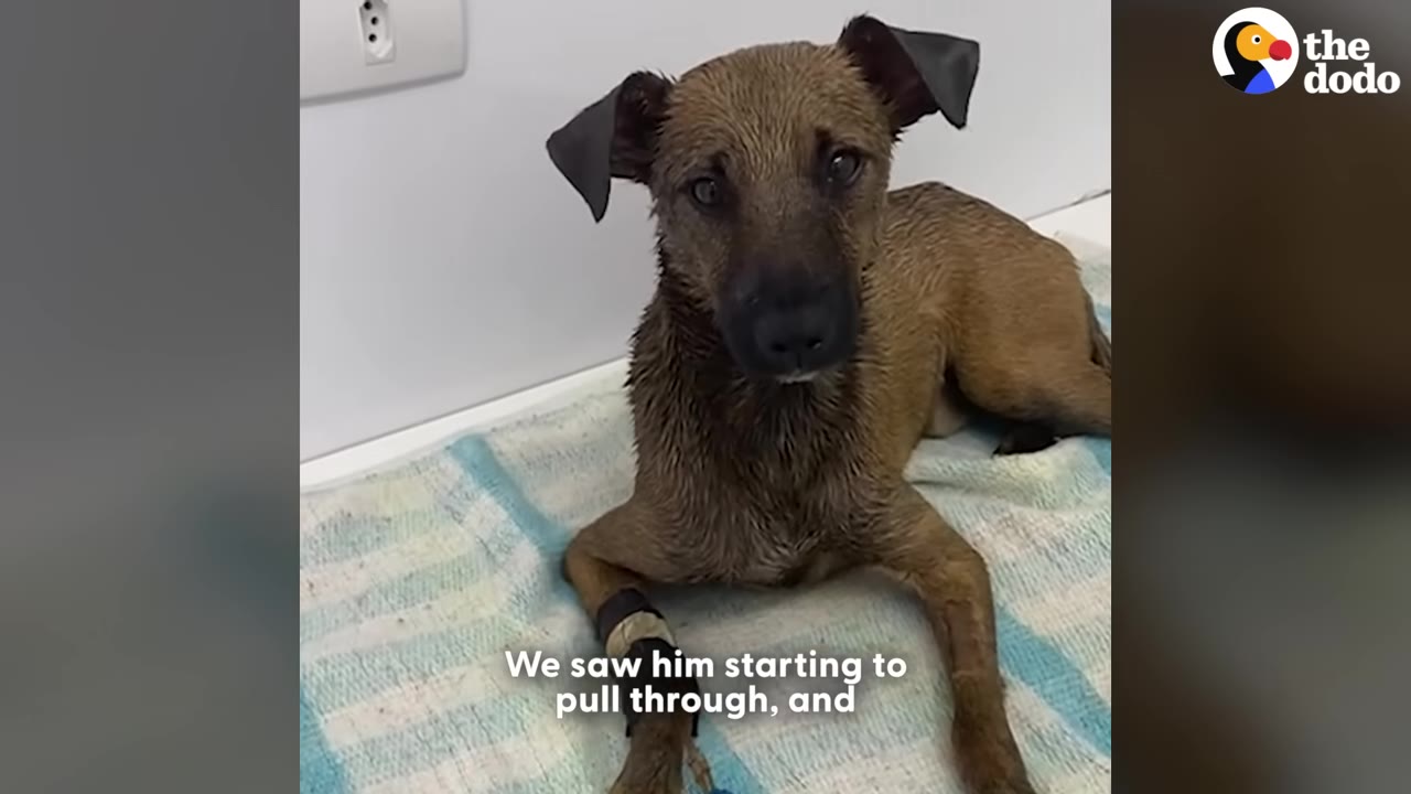 A brown dog with wet fur sits on a towel, looking directly at the camera with wide, expressive eyes.