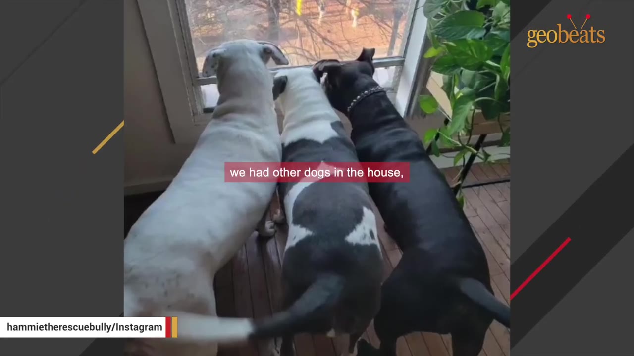 Three dogs standing side-by-side on a wooden floor, looking out of a window together.