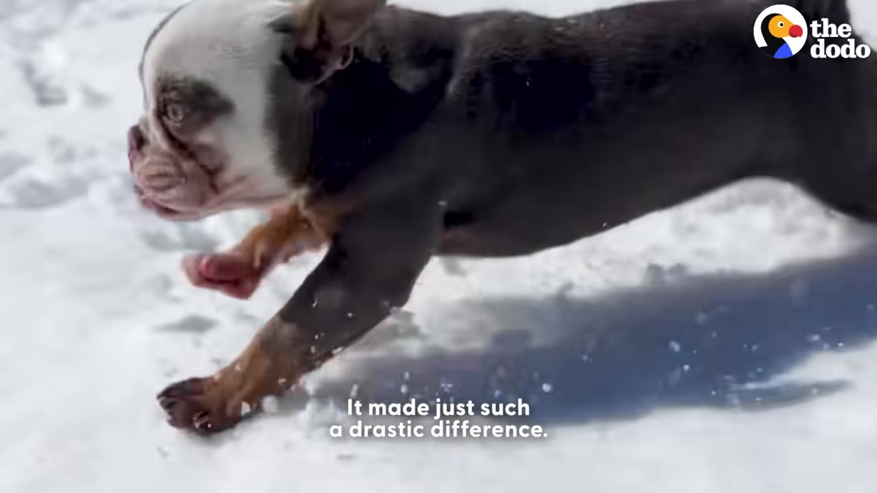 A small French bulldog puppy runs energetically through the snow, showing improved mobility.