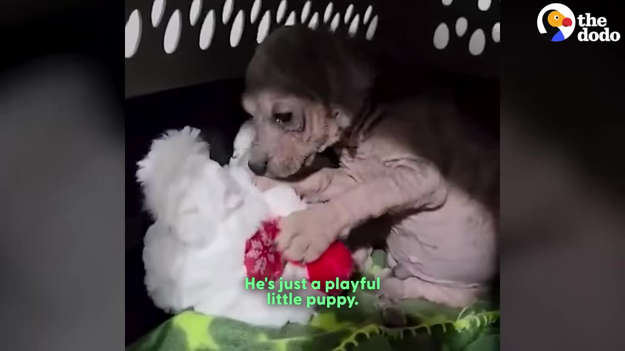 A small, hairless puppy plays with a white and red plush toy inside a crate.