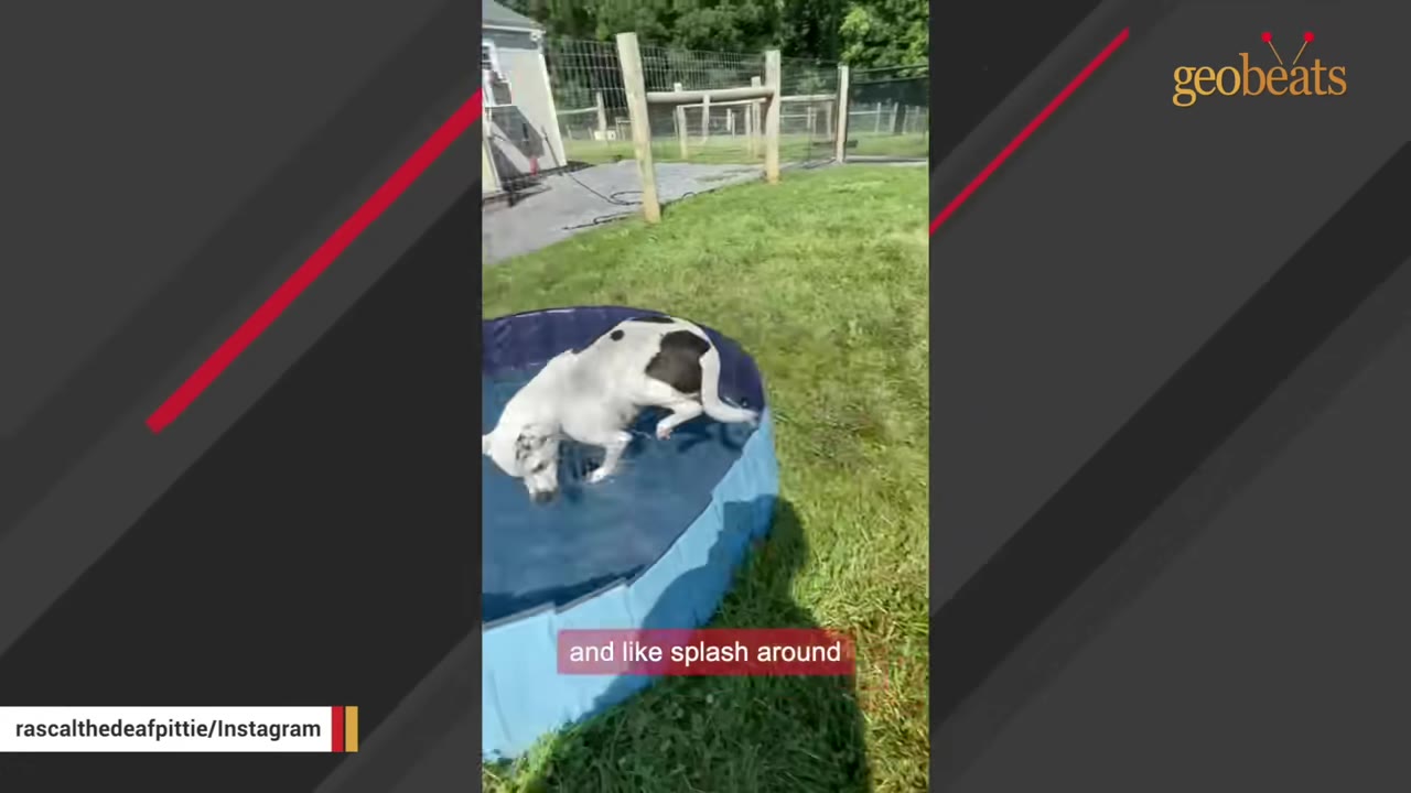 A white dog with black spots splashing around inside a blue kiddie pool on a grassy lawn.