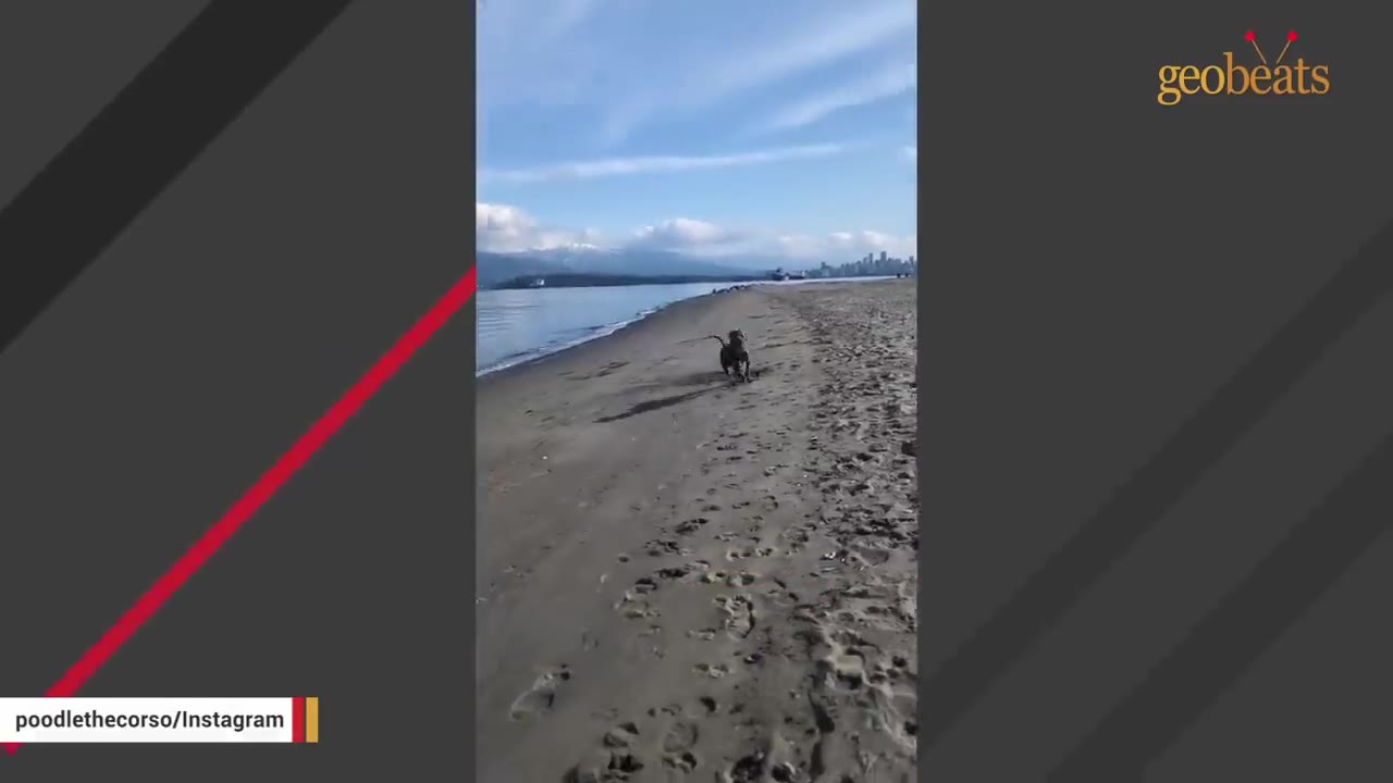 A dog running happily along a wide sandy beach next to the ocean under a blue sky.