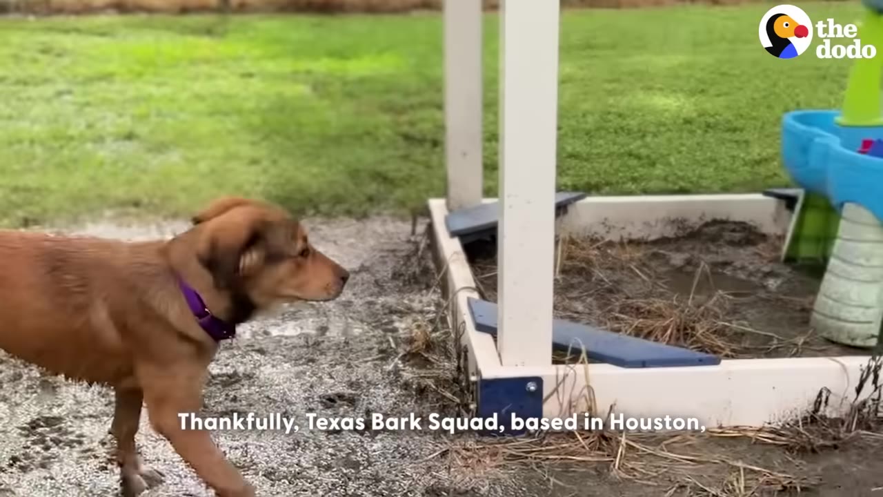 A brown dog wearing a purple collar walks outdoors near a white wooden structure on a grassy lawn.