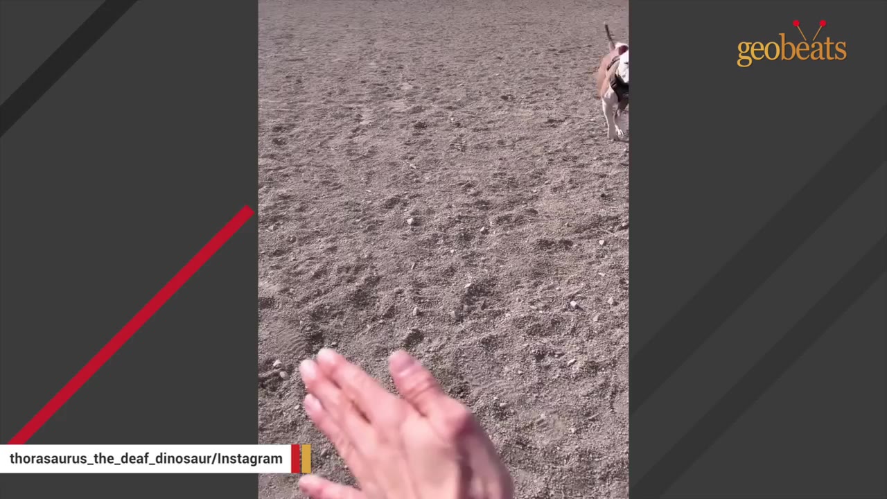 A person's hand is shown in the foreground making a flat-hand gesture on a dirt field, as a dog wearing a harness runs towards them in the background.