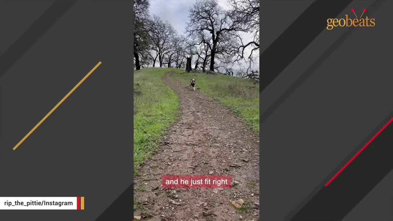 A brown and white dog runs down a dirt path on a grassy hillside with bare trees in the background.