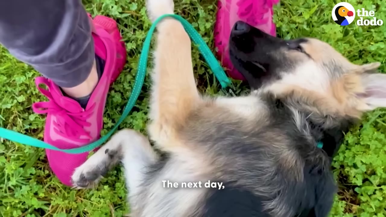 A German Shepherd puppy lies on its side in the green grass next to a person wearing bright pink sneakers, with a green leash draped over its body.