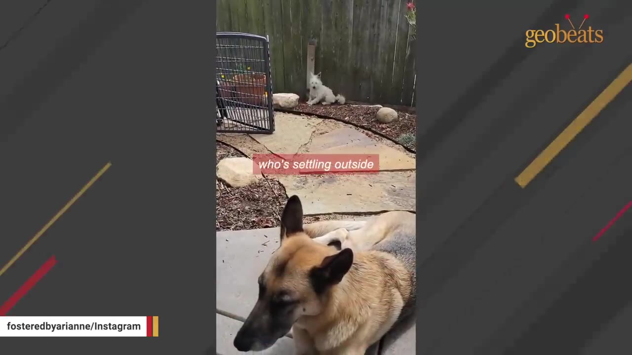 A German Shepherd-mix dog named Gator rests in the foreground while a small white fluffy dog named Radon sits in the background near a wooden fence.